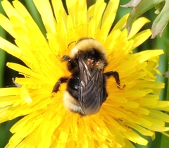 Bombus ashtoni