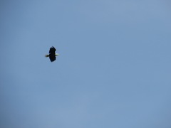 Haliaeetus leucocephalus