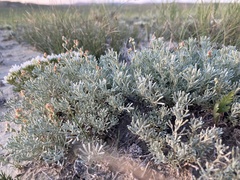 Artemisia pedatifida