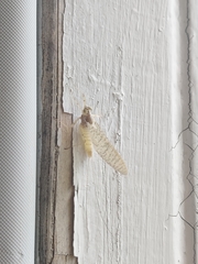 Maccaffertium mediopunctatum