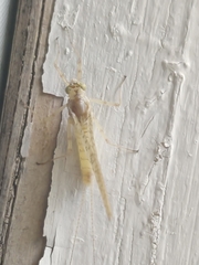 Maccaffertium mediopunctatum