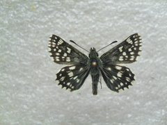 Muschampia cribrellum