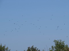 Corvus brachyrhynchos