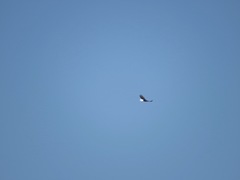 Haliaeetus leucocephalus