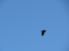 Haliaeetus leucocephalus