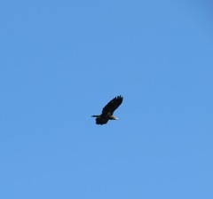 Haliaeetus leucocephalus