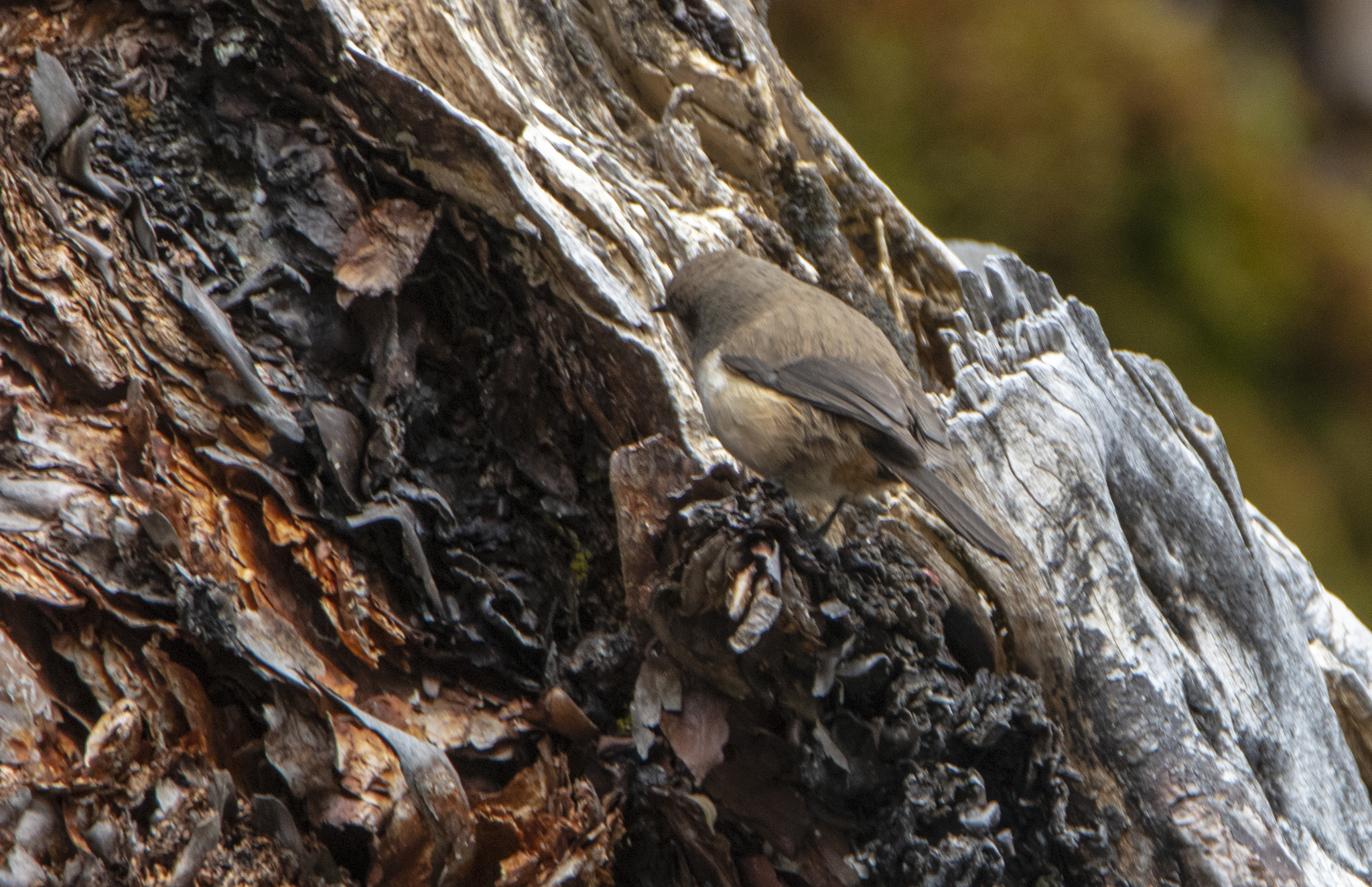 Pale-tailed Canastero (Asthenes huancavelicae), photo 4