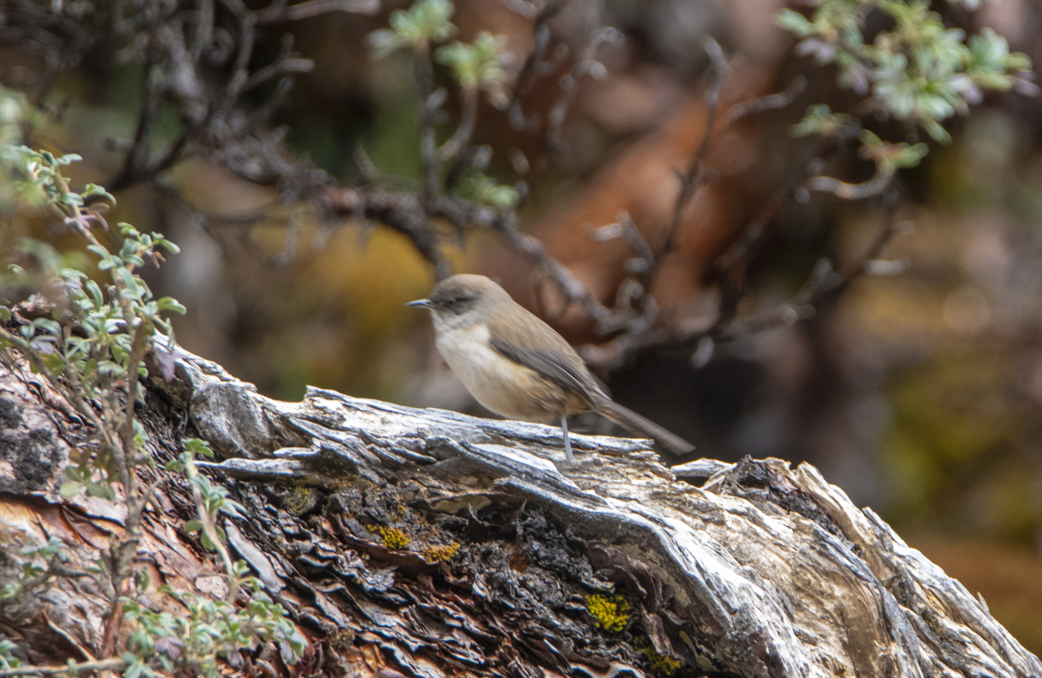 Pale-tailed Canastero (Asthenes huancavelicae), photo 5