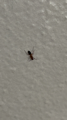 Camponotus inaequalis