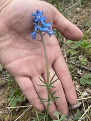 Corydalis curviflora