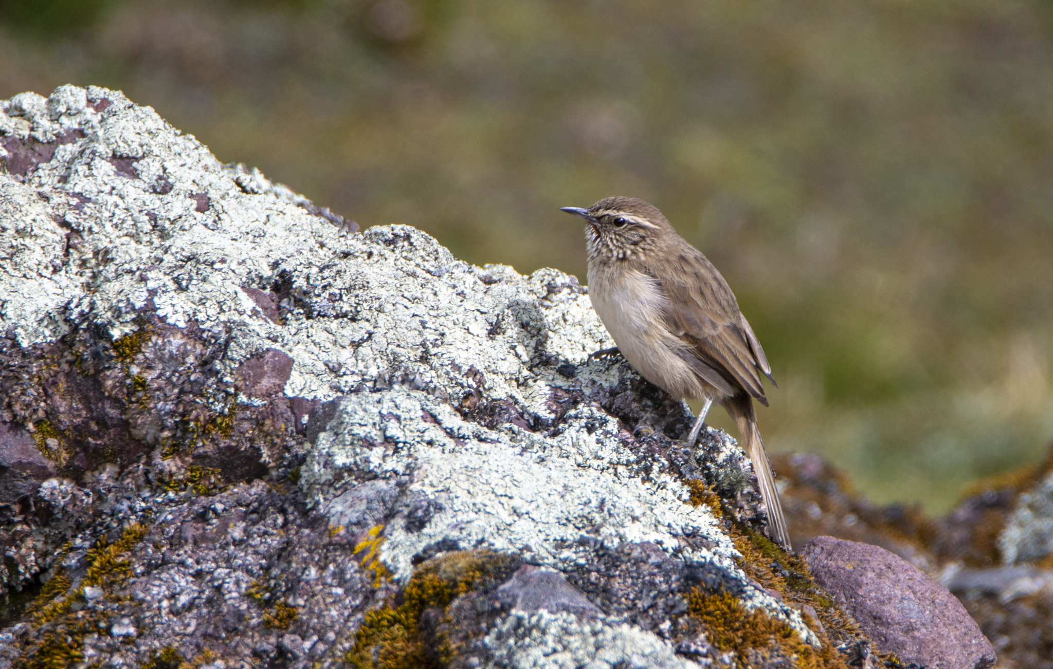 Streak-throated Canastero (Asthenes humilis), photo 7
