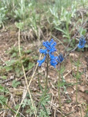 Corydalis curviflora