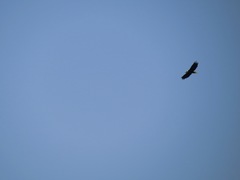 Haliaeetus leucocephalus