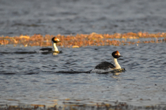 Podiceps gallardoi
