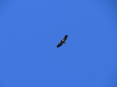 Haliaeetus leucocephalus