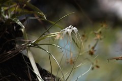 Brassavola