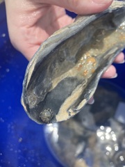 Echinolittorina placida