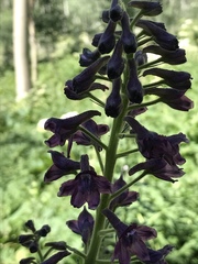 Delphinium barbeyi