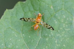 Acidia cognata
