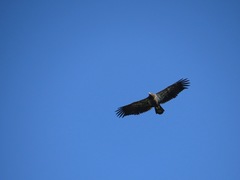 Haliaeetus leucocephalus