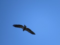 Haliaeetus leucocephalus