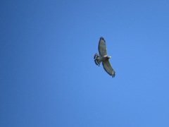 Buteo platypterus