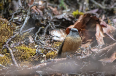 Ochthoeca oenanthoides