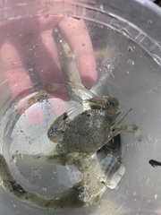 Callinectes similis