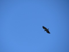 Haliaeetus leucocephalus