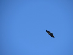 Haliaeetus leucocephalus