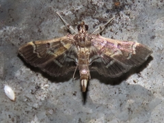 Salbia