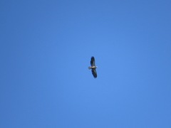 Haliaeetus leucocephalus