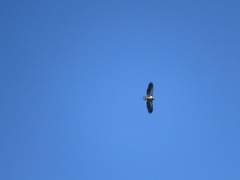 Haliaeetus leucocephalus