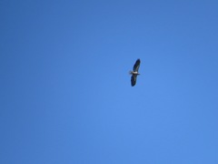 Haliaeetus leucocephalus