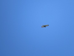 Buteo platypterus