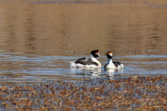 Podiceps gallardoi