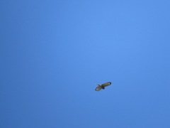 Buteo platypterus