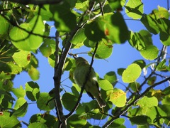 Vireo philadelphicus