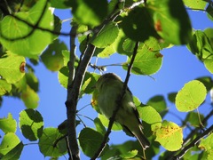 Vireo philadelphicus