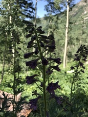 Delphinium barbeyi