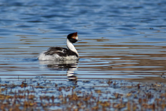Podiceps gallardoi