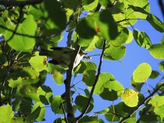 Vireo philadelphicus