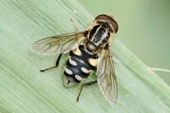 Parhelophilus flavifacies