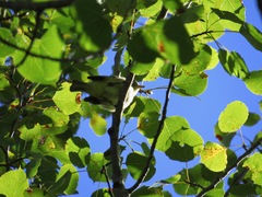 Vireo philadelphicus