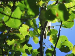 Vireo philadelphicus