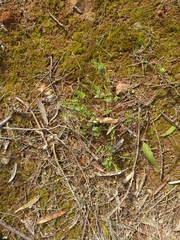 Pimelea curviflora gracilis