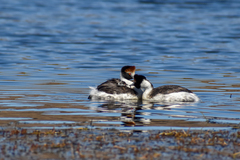 Podiceps gallardoi