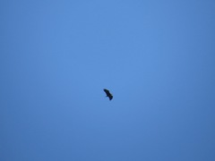 Haliaeetus leucocephalus