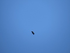 Haliaeetus leucocephalus