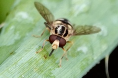 Parhelophilus flavifacies